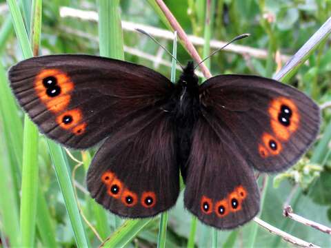 Image of woodland ringlet