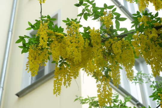 Image of Common Laburnum