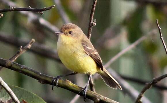 Image of Warbling Doradito