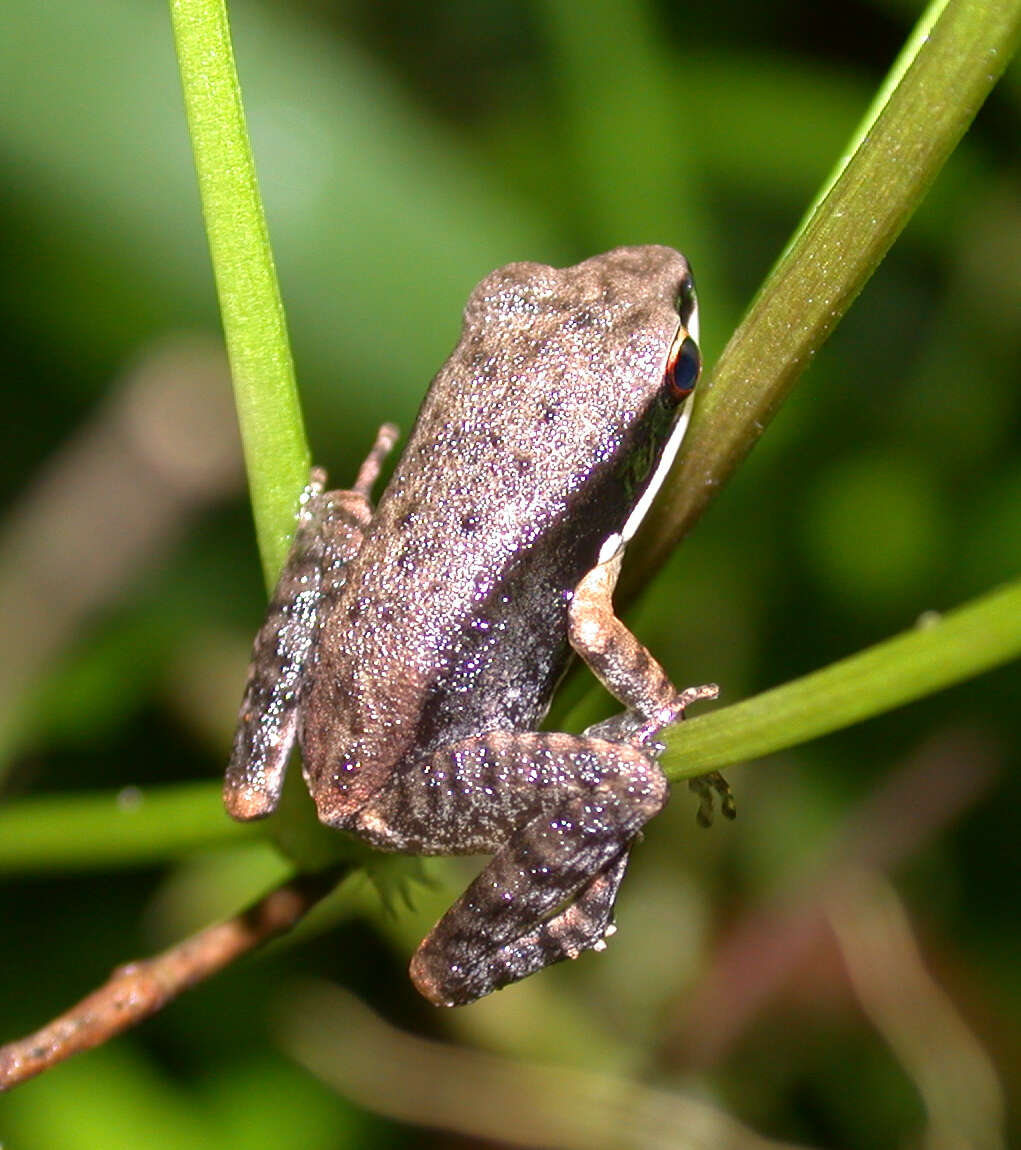 Image of Arcuate-spotted Pygmy Frog