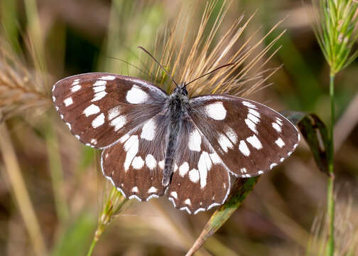 Image of marbled white