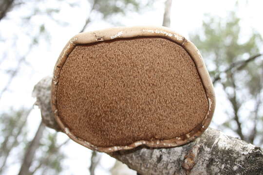 Image of birch polypore