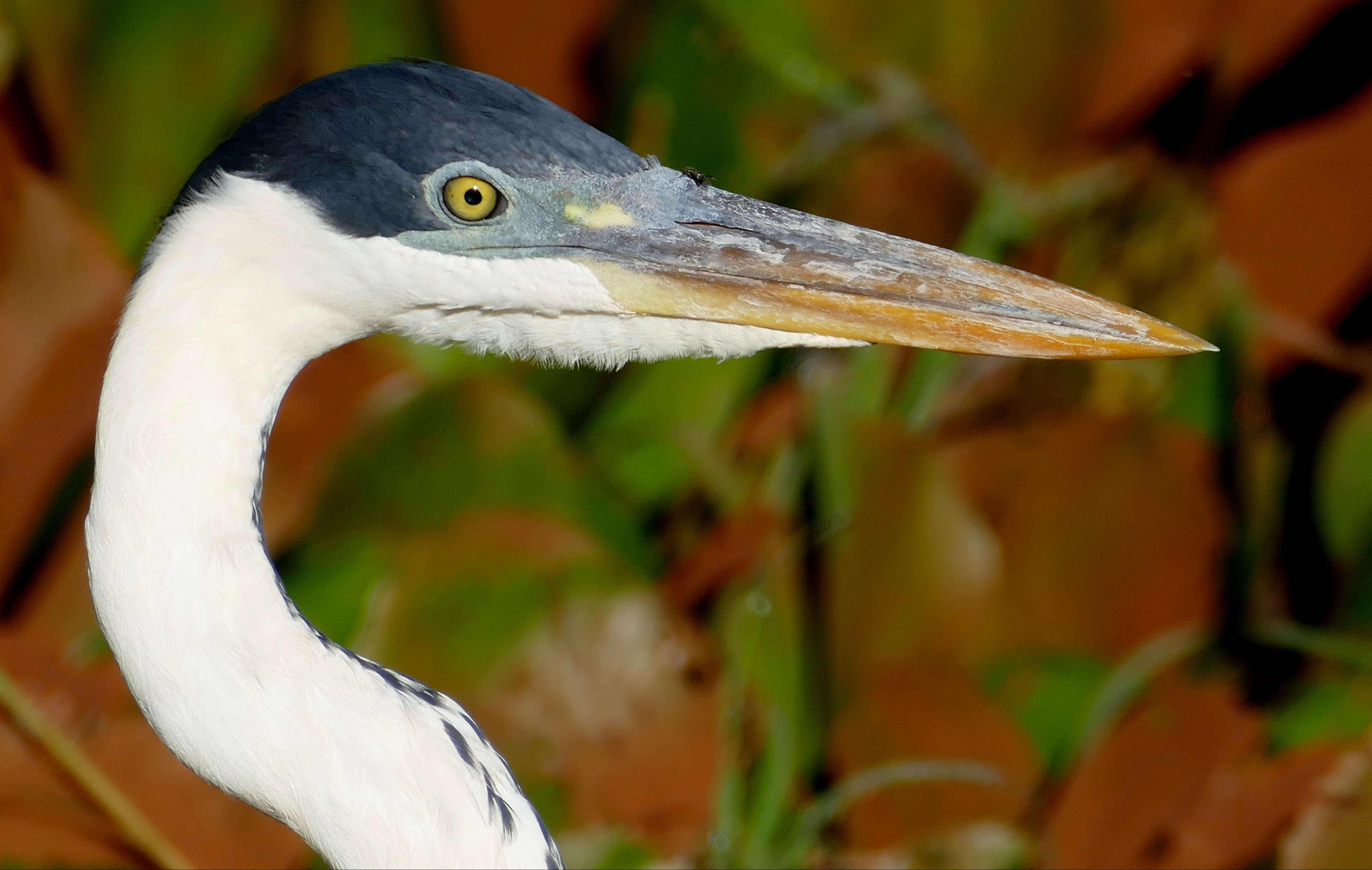 Image of Cocoi Heron