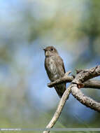 Image of Dark-sided Flycatcher