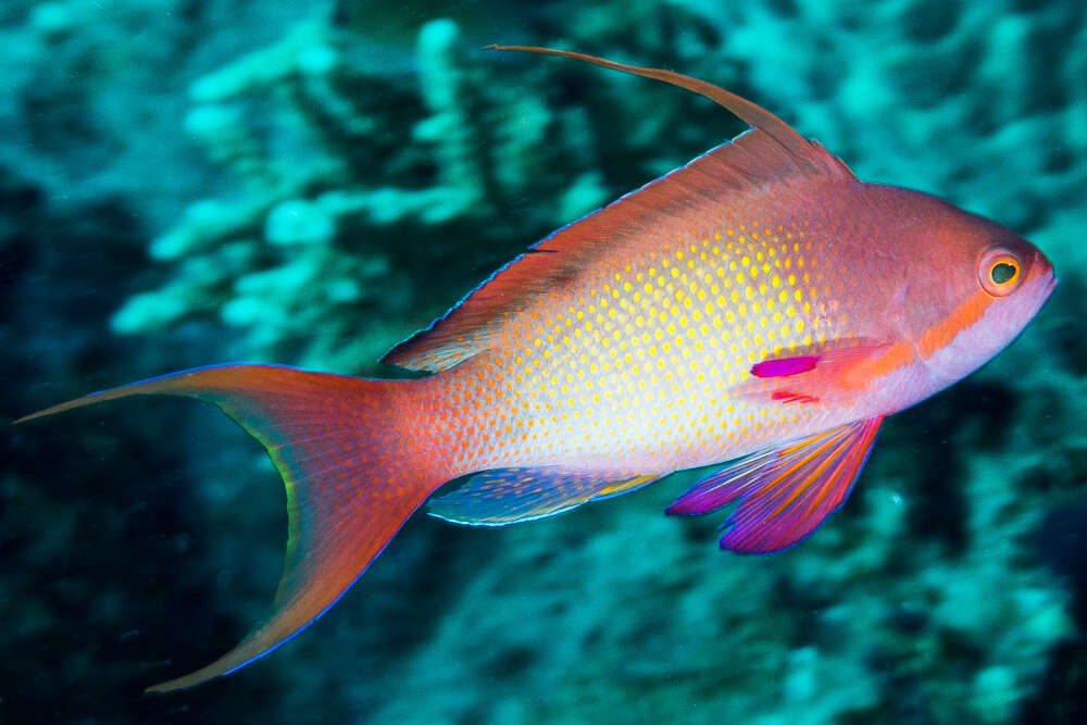 Imagem de Anthias-dourado