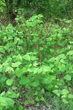 Image of Japanese Knotweed