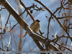 Image of Fire-fronted Serin