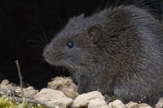 Image of Australian Swamp Rat