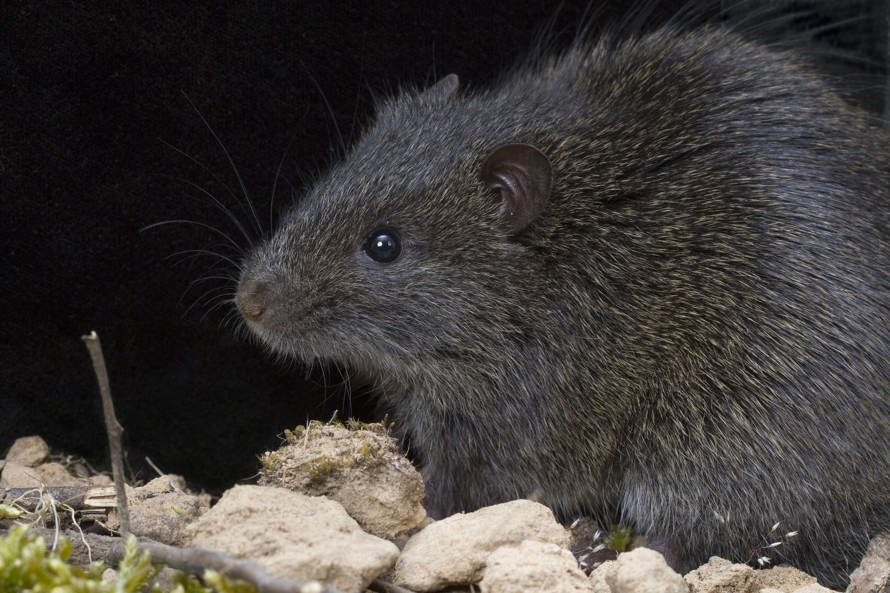 Image of Australian Swamp Rat