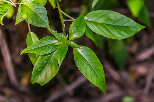 Image of New Zealand fuchsia