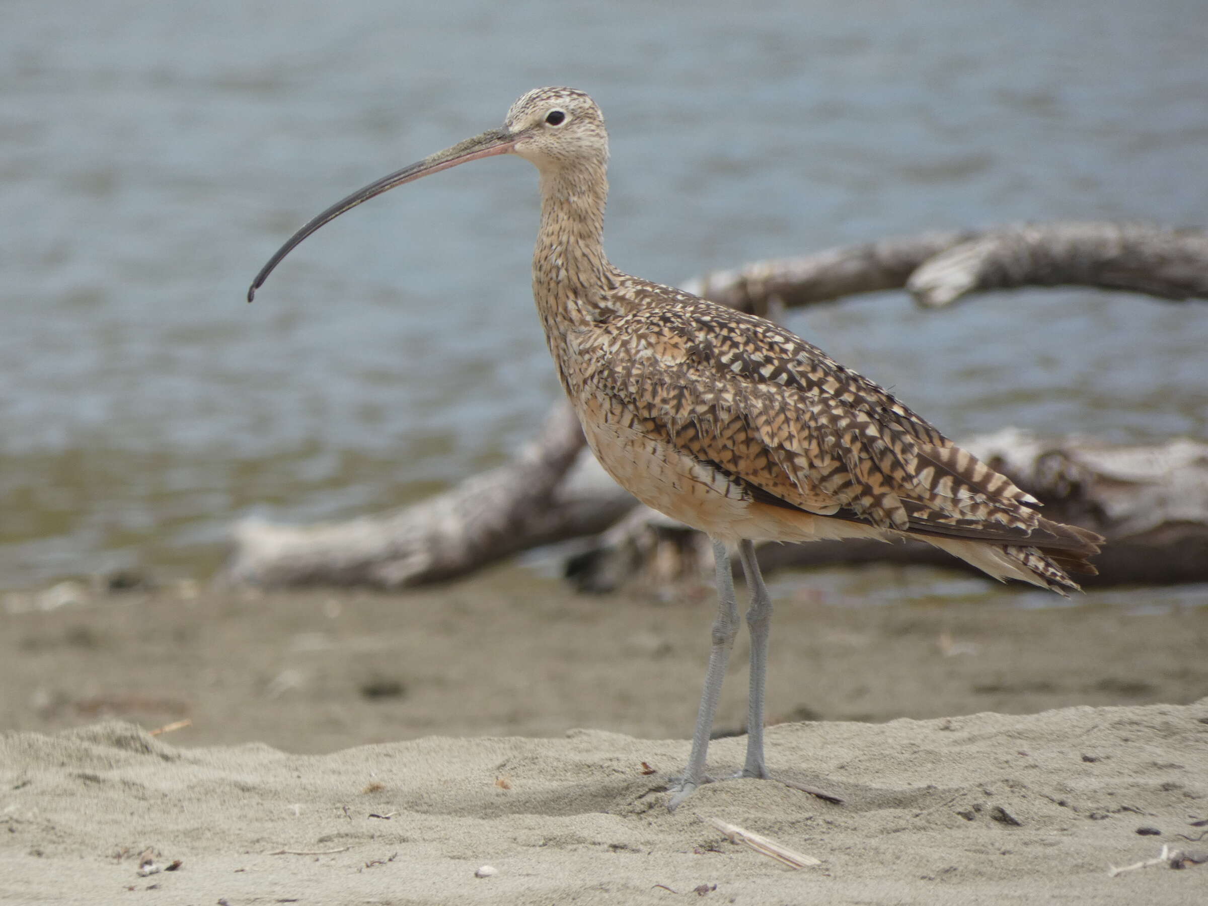 Image of Long-billed Curlew