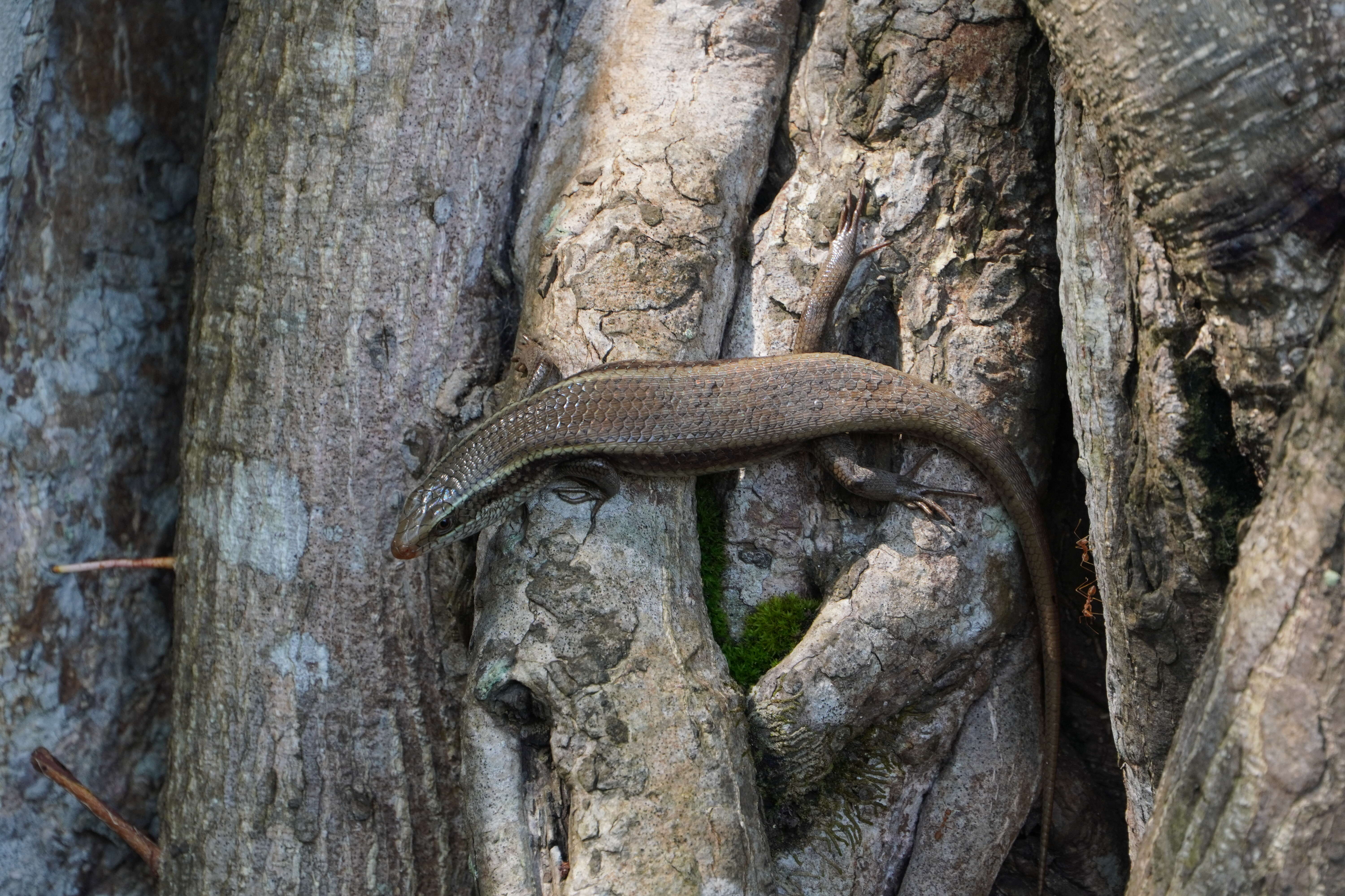 Image of Allapalli Grass Skink