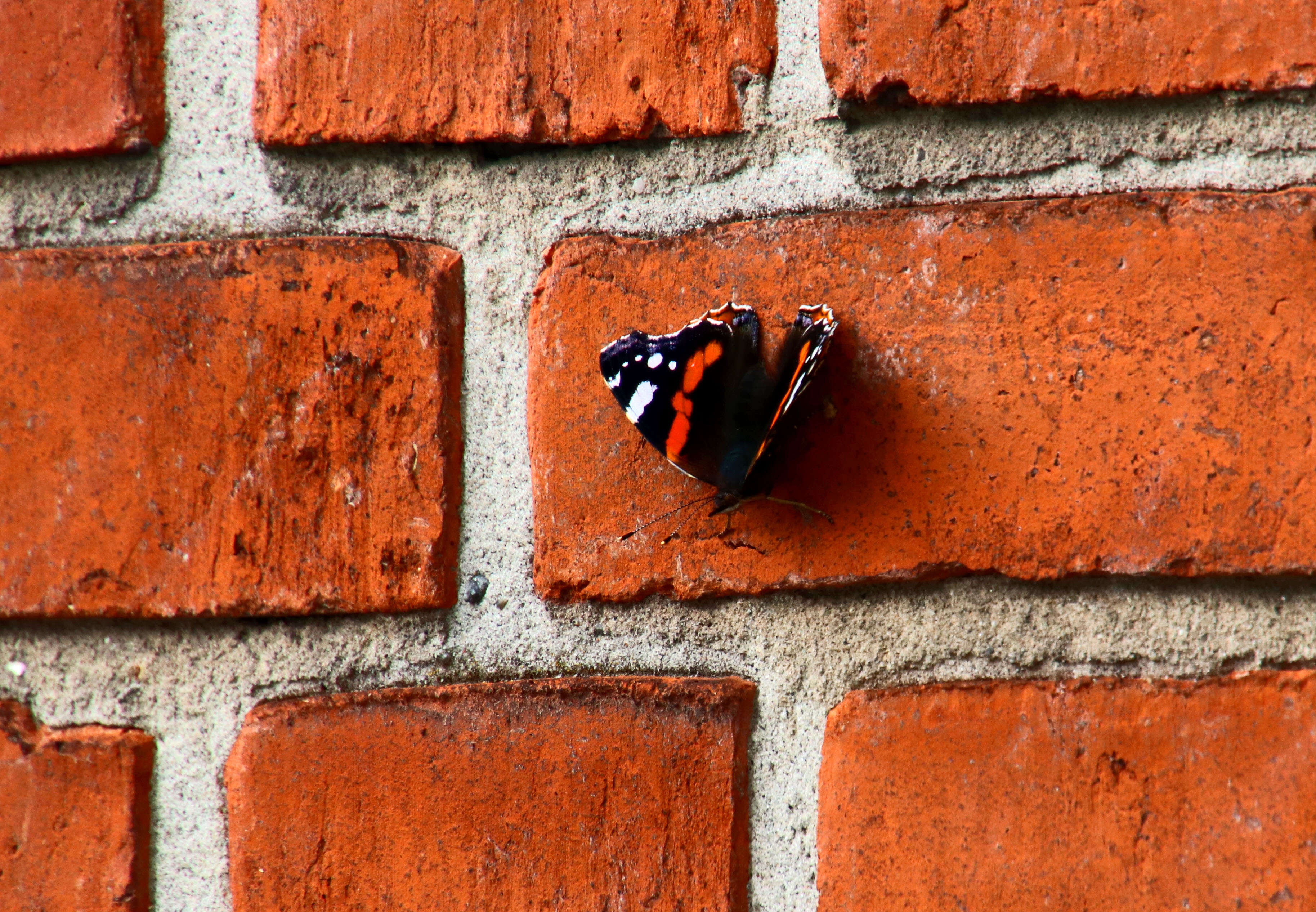 Image of Red Admiral