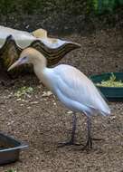 Image of Eastern Cattle Egret