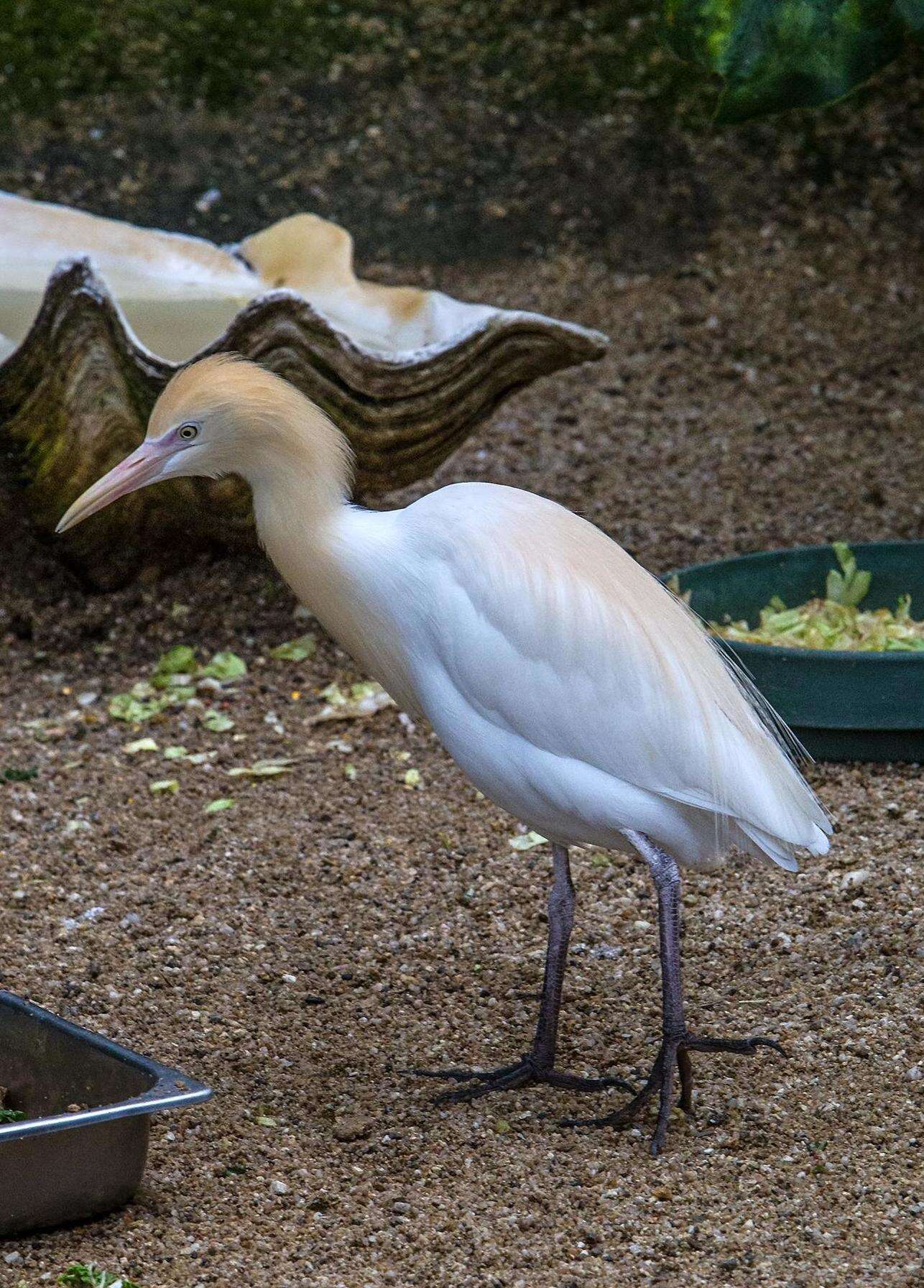 Image of Eastern Cattle Egret