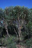 Image of Eucalyptus erectifolia M. I. H. Brooker & S. D. Hopper