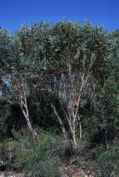 Image of Eucalyptus erectifolia M. I. H. Brooker & S. D. Hopper