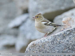 Image of Fringilla Linnaeus 1758