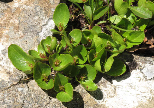 Image of snowbed willow