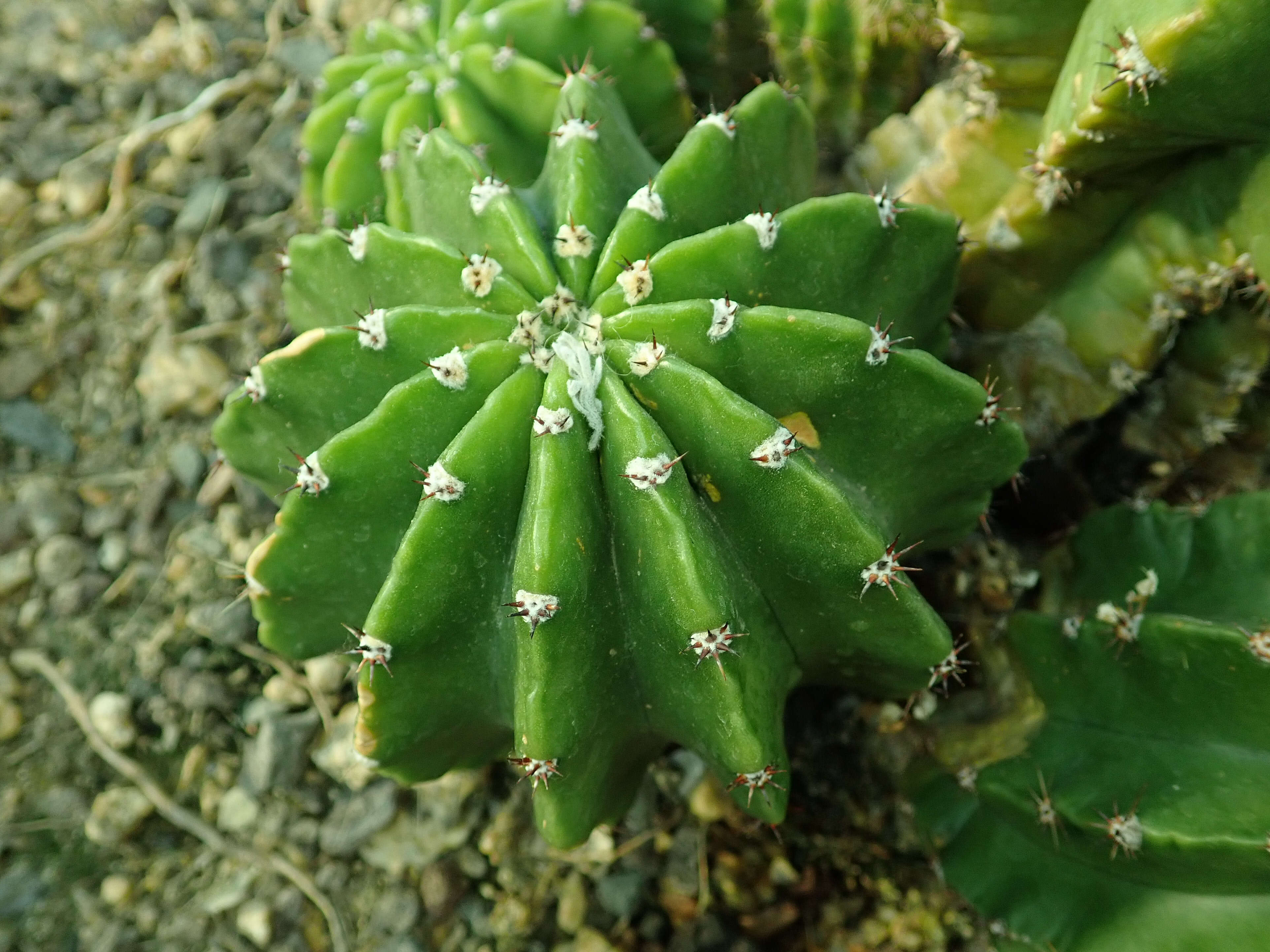 Image of Echinopsis oxygona