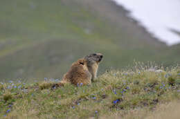 Imagem de Marmota marmota (Linnaeus 1758)