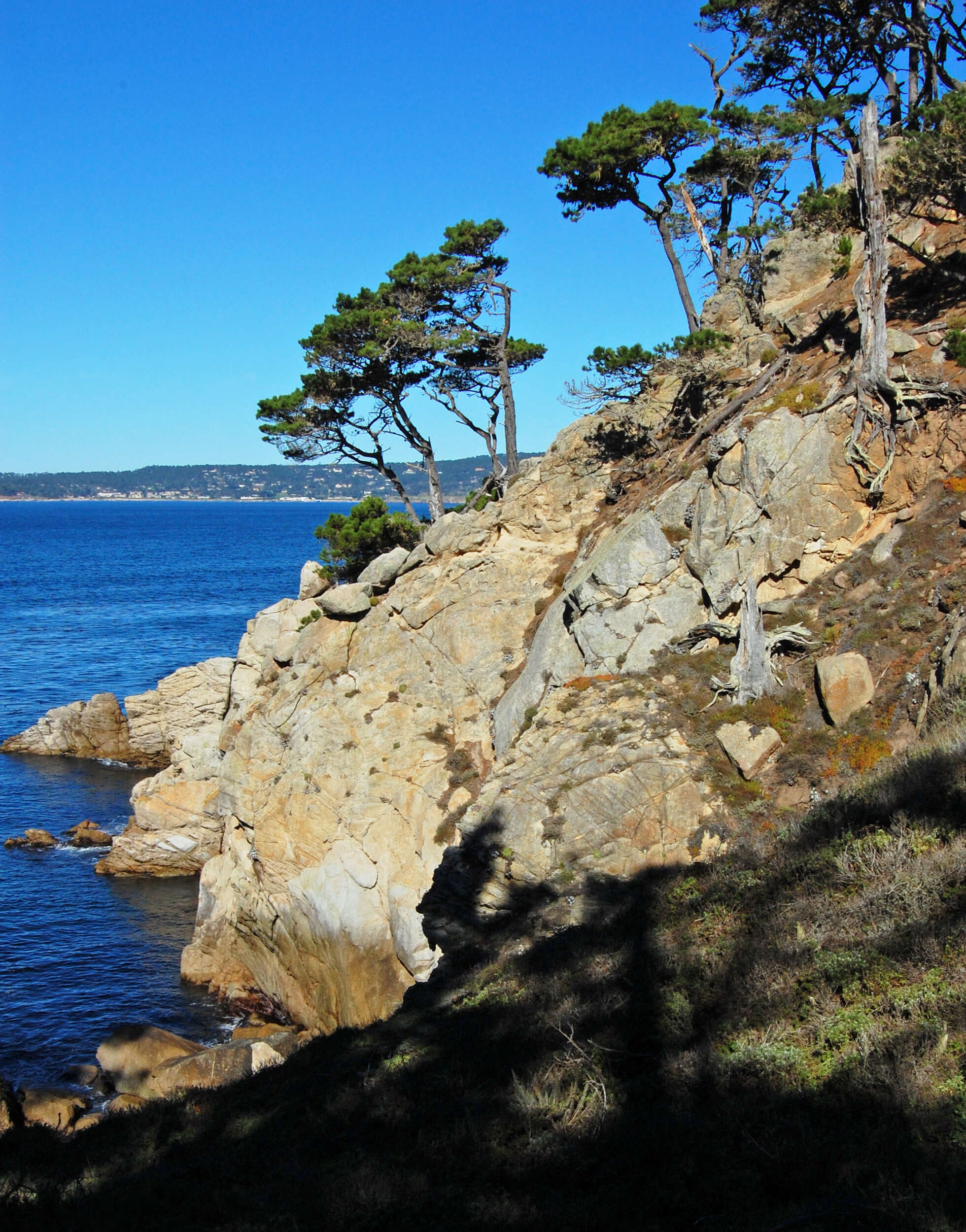 Image of Cedros Island Pine