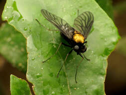 Image of Golden-backed Snipe Fly