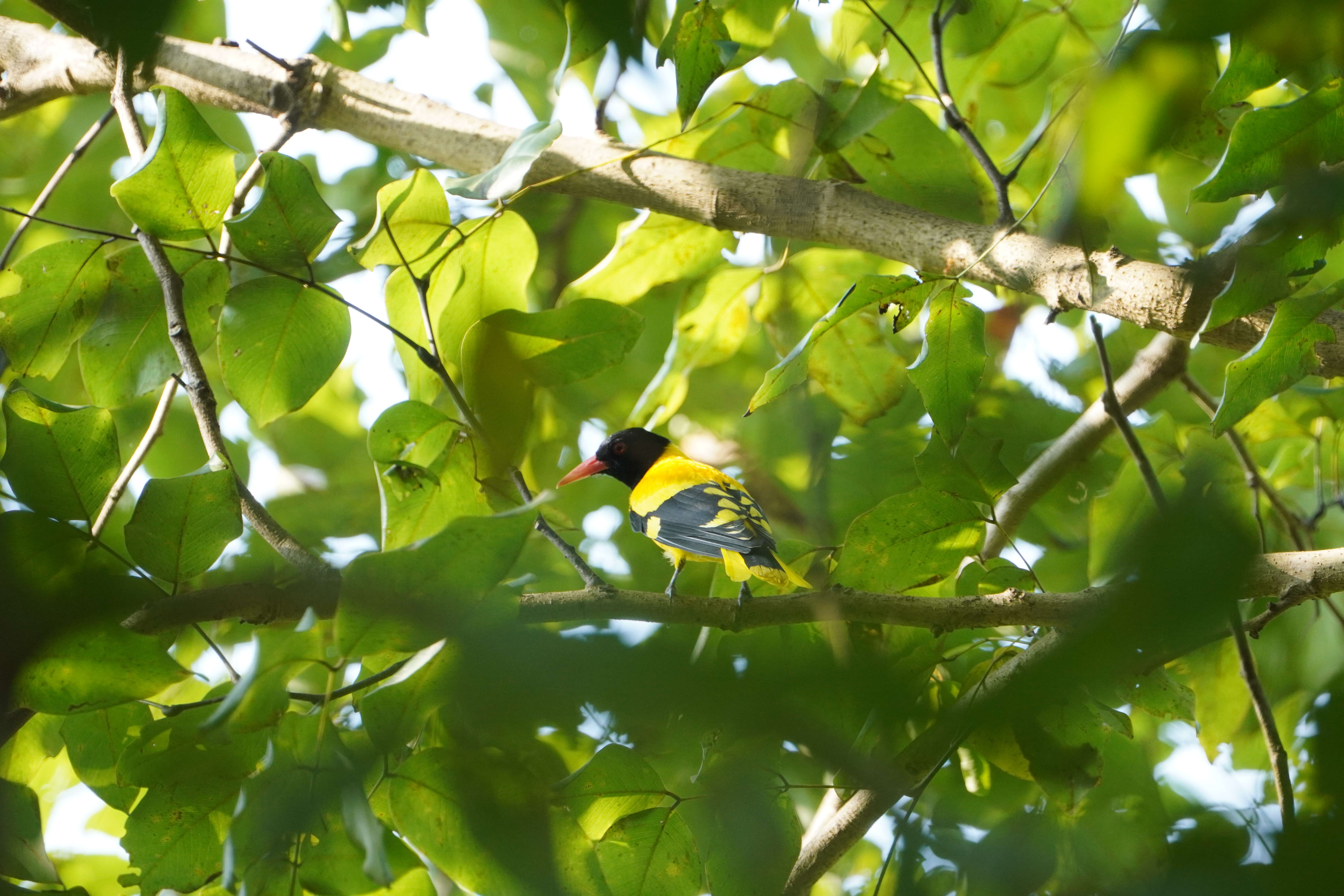 Image of Black-hooded Oriole