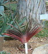 Image of Gasteria obliqua (Aiton) Duval