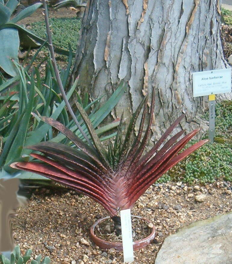 Image of Gasteria obliqua (Aiton) Duval