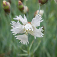 Image of carthusian pink