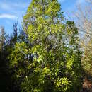 Image de Magnolia sinica (Y. W. Law) Noot.