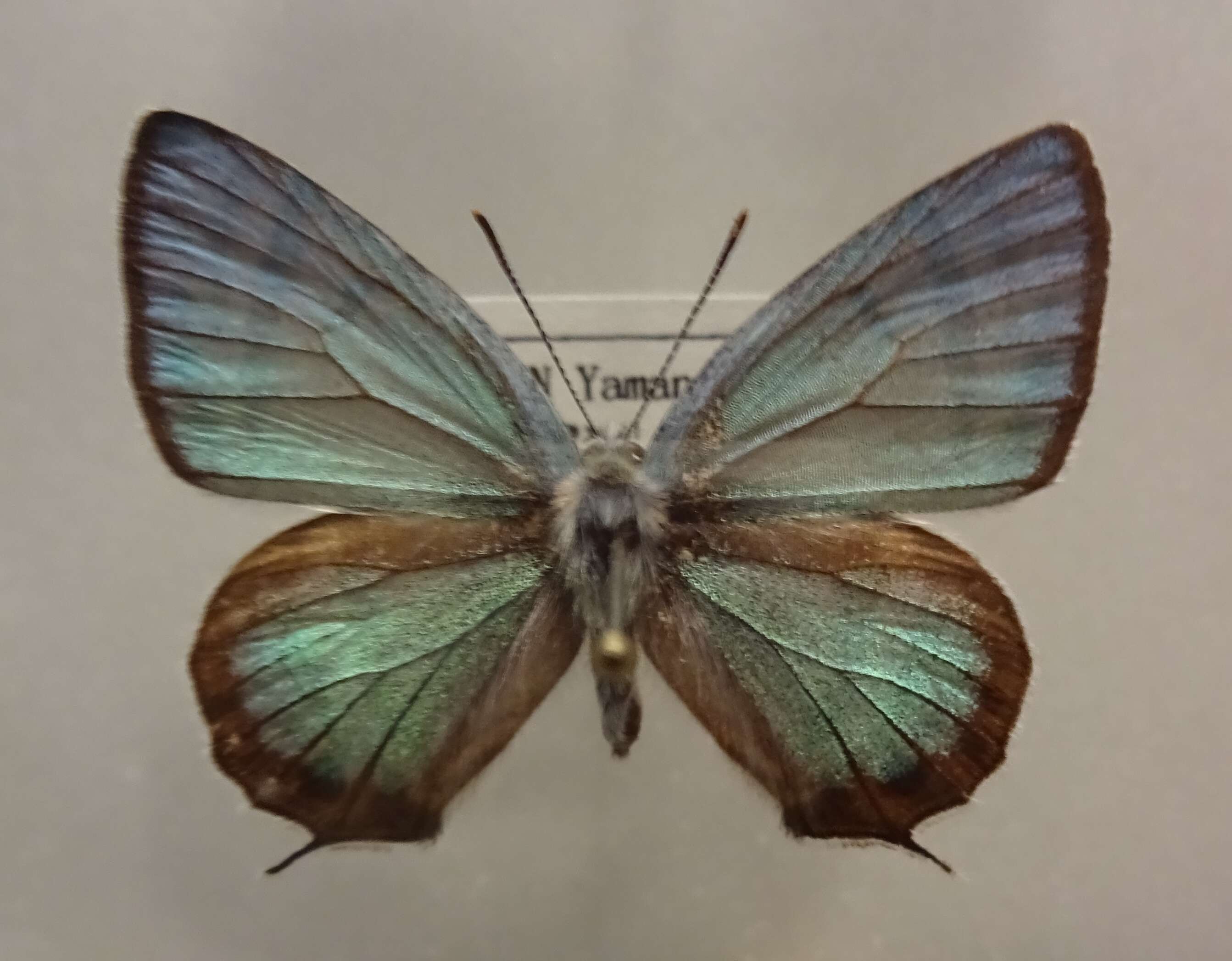 Image of Sibataniozephyrus
