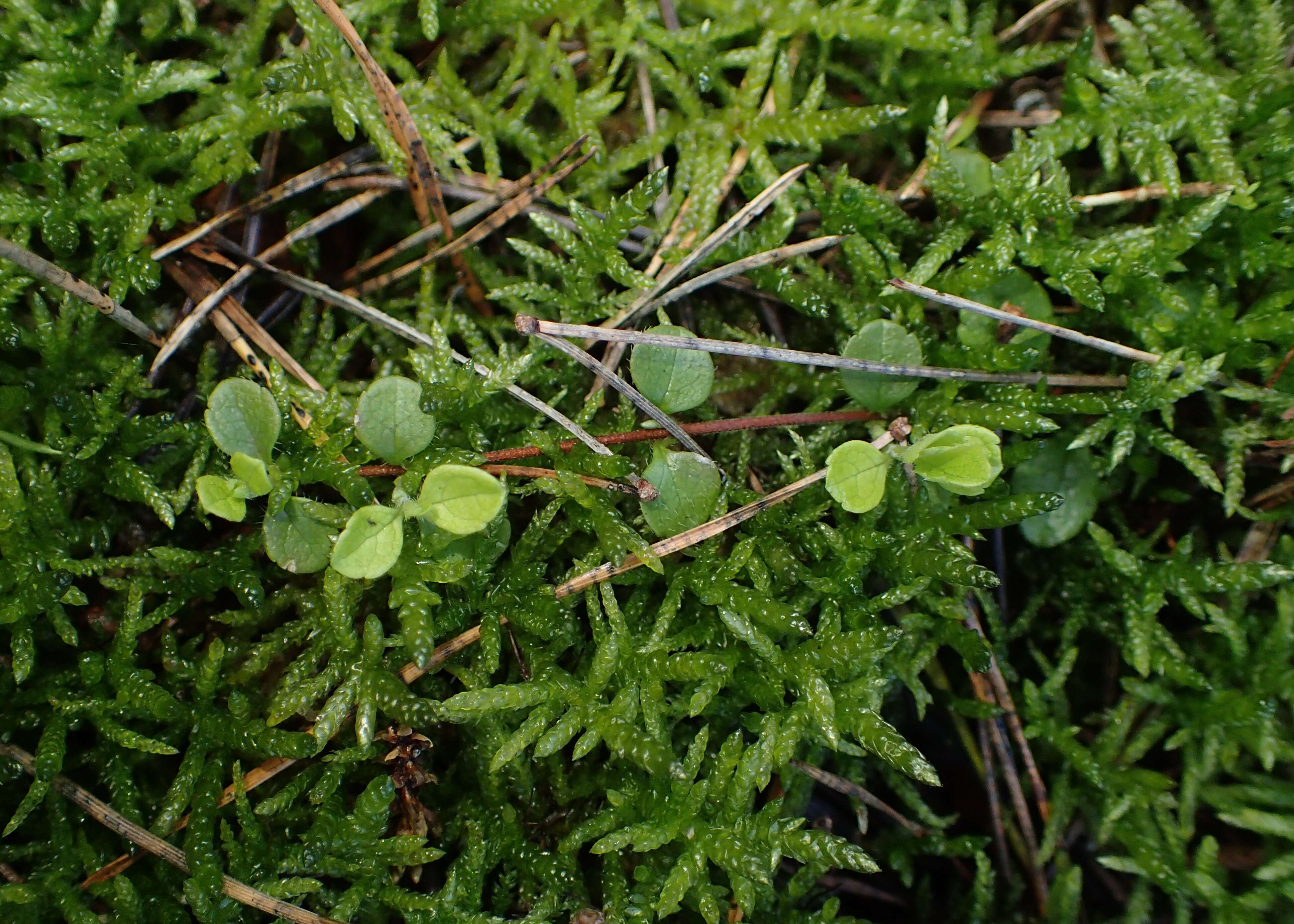 Image de Linnée boréale