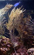 Image of feather gorgonian