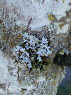 Image of Hammered shield lichen