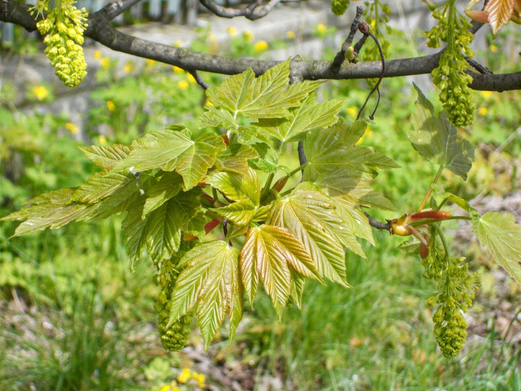 Imagem de Acer pseudoplatanus L.