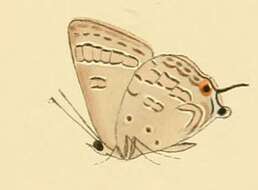 Image of Deudorix antalus (Hopffer 1855)