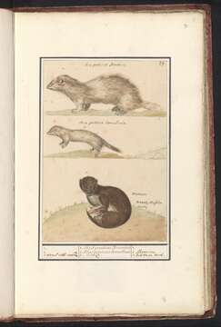 Image of European Mink