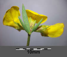 Image of Narrow-leaved Bird's-foot-trefoil