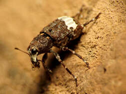 Image of fungus weevils