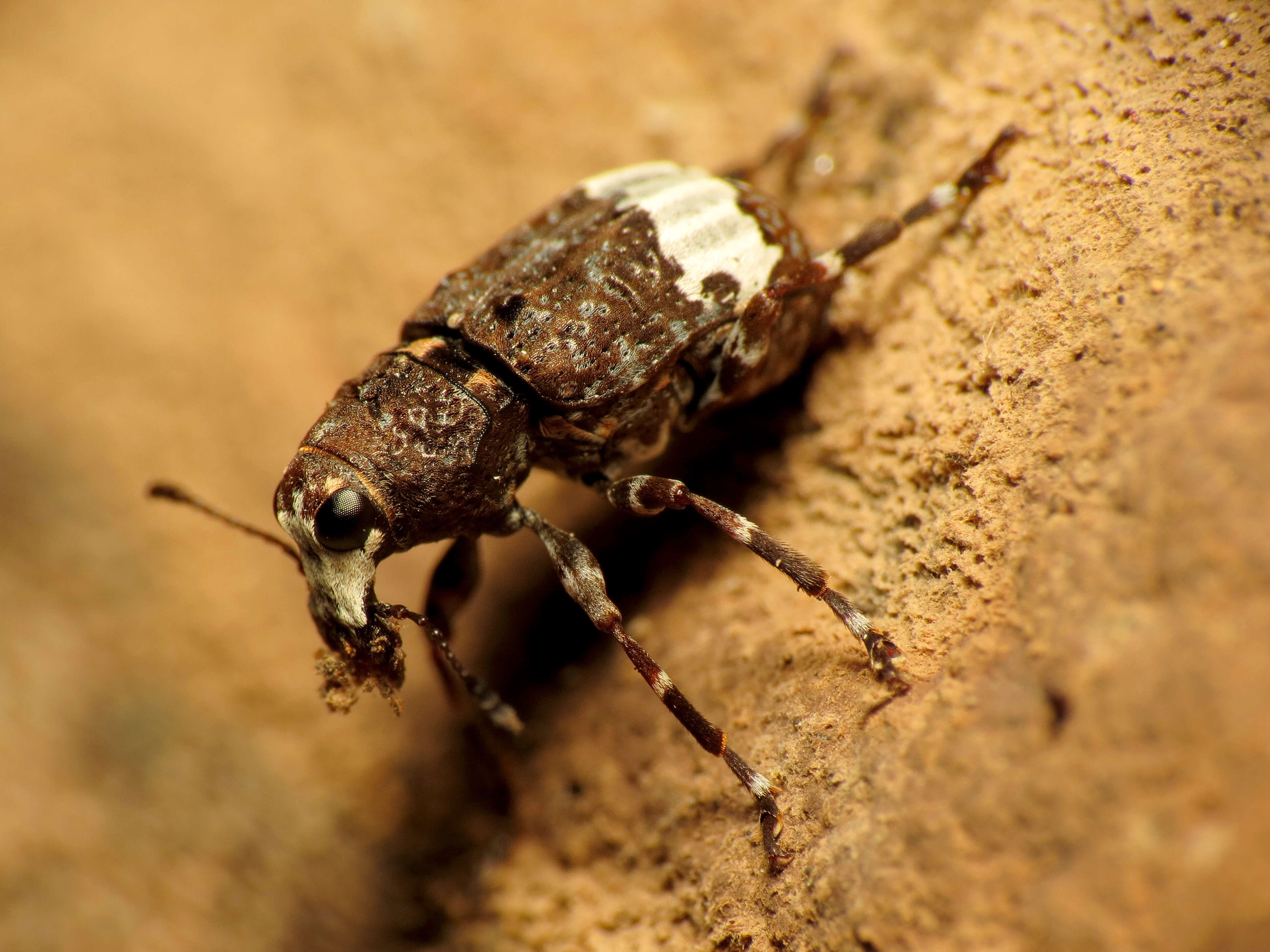 Image of fungus weevils