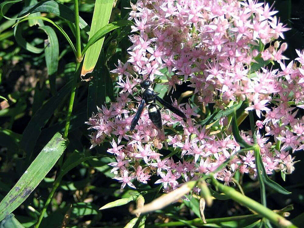 Image of Four-toothed Mason Wasp