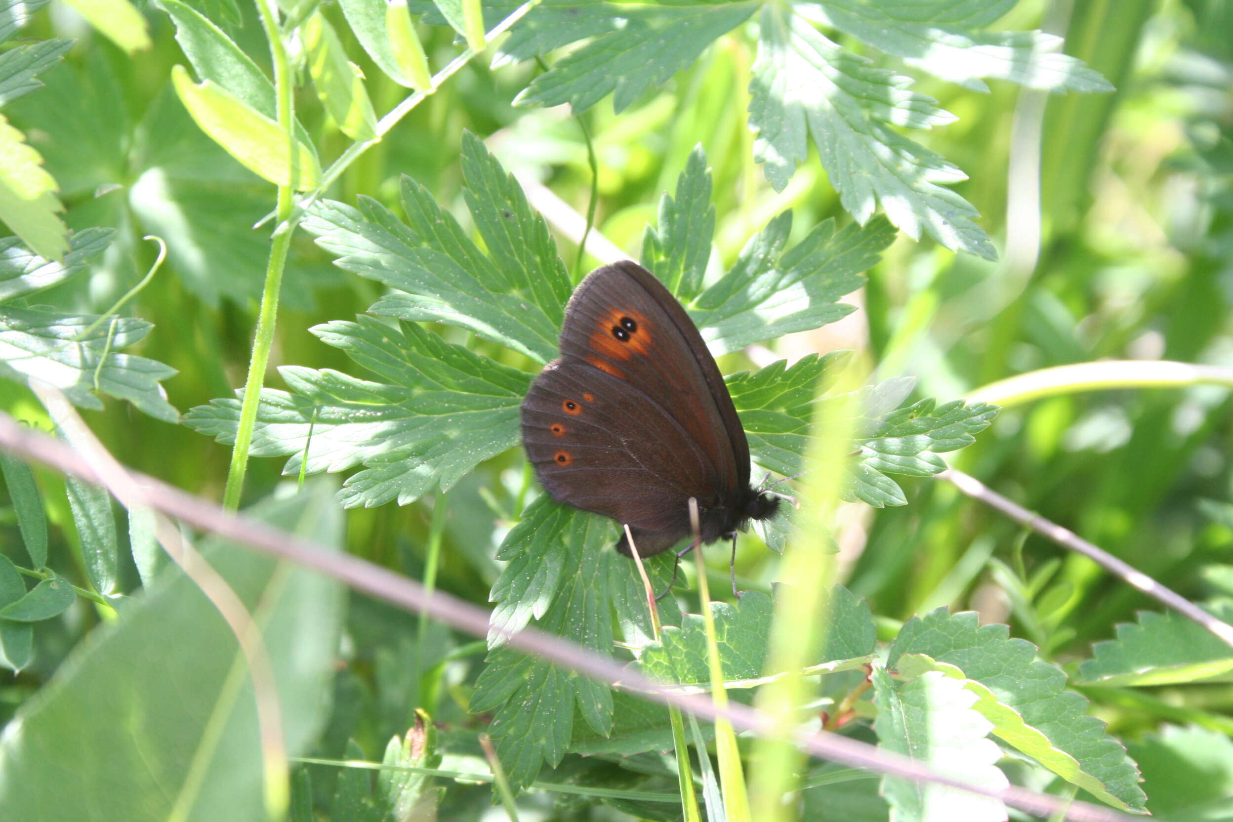 Image of woodland ringlet