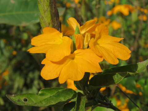 Image of Crossandra infundibuliformis (L.) Nees