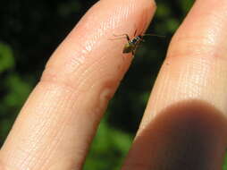 Image of Grypocoris stysi (Wagner 1968)