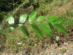 Image of tulip-wood tree