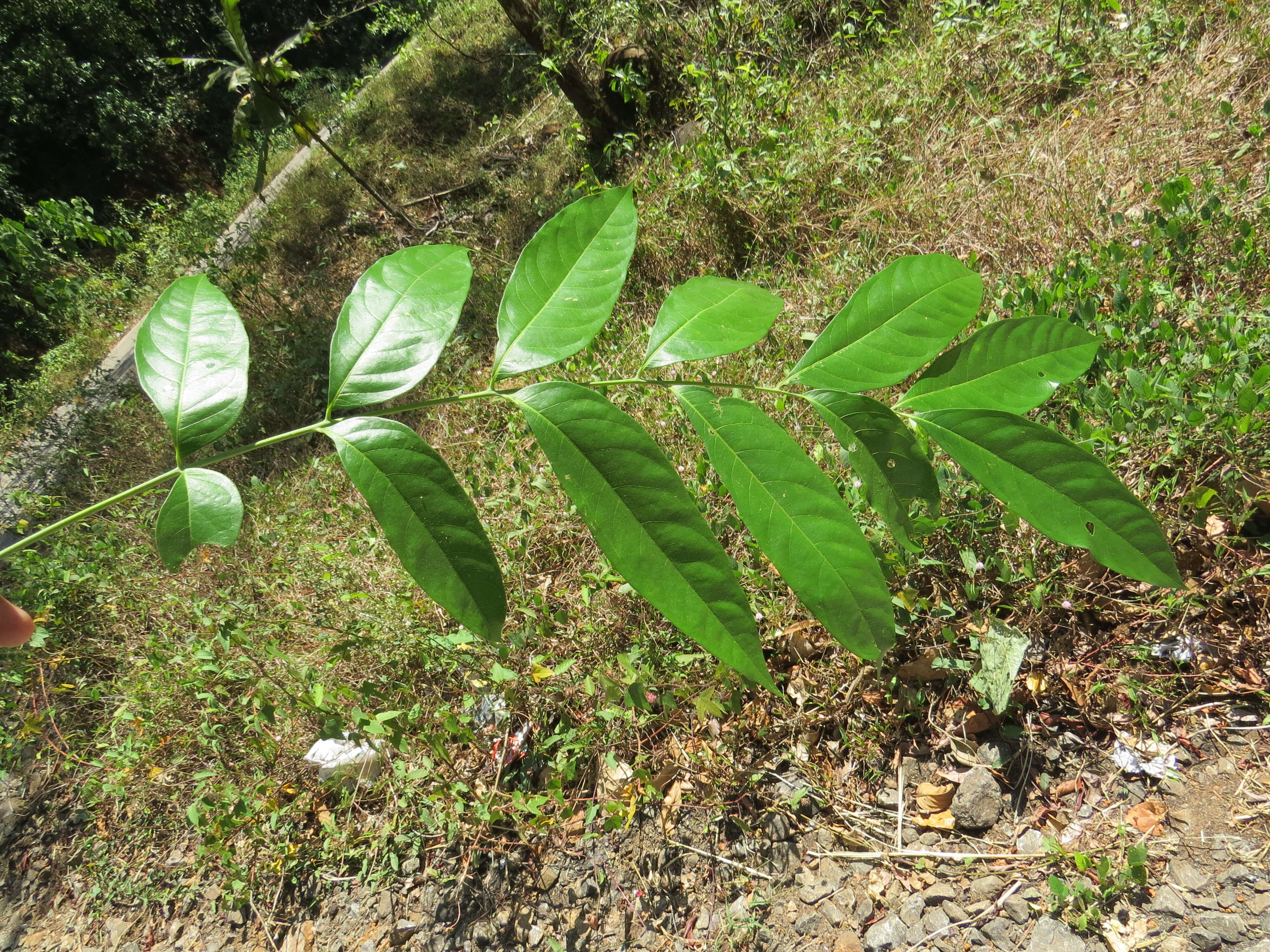 Image of tulip-wood tree