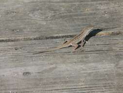 Image of Bahaman brown anole