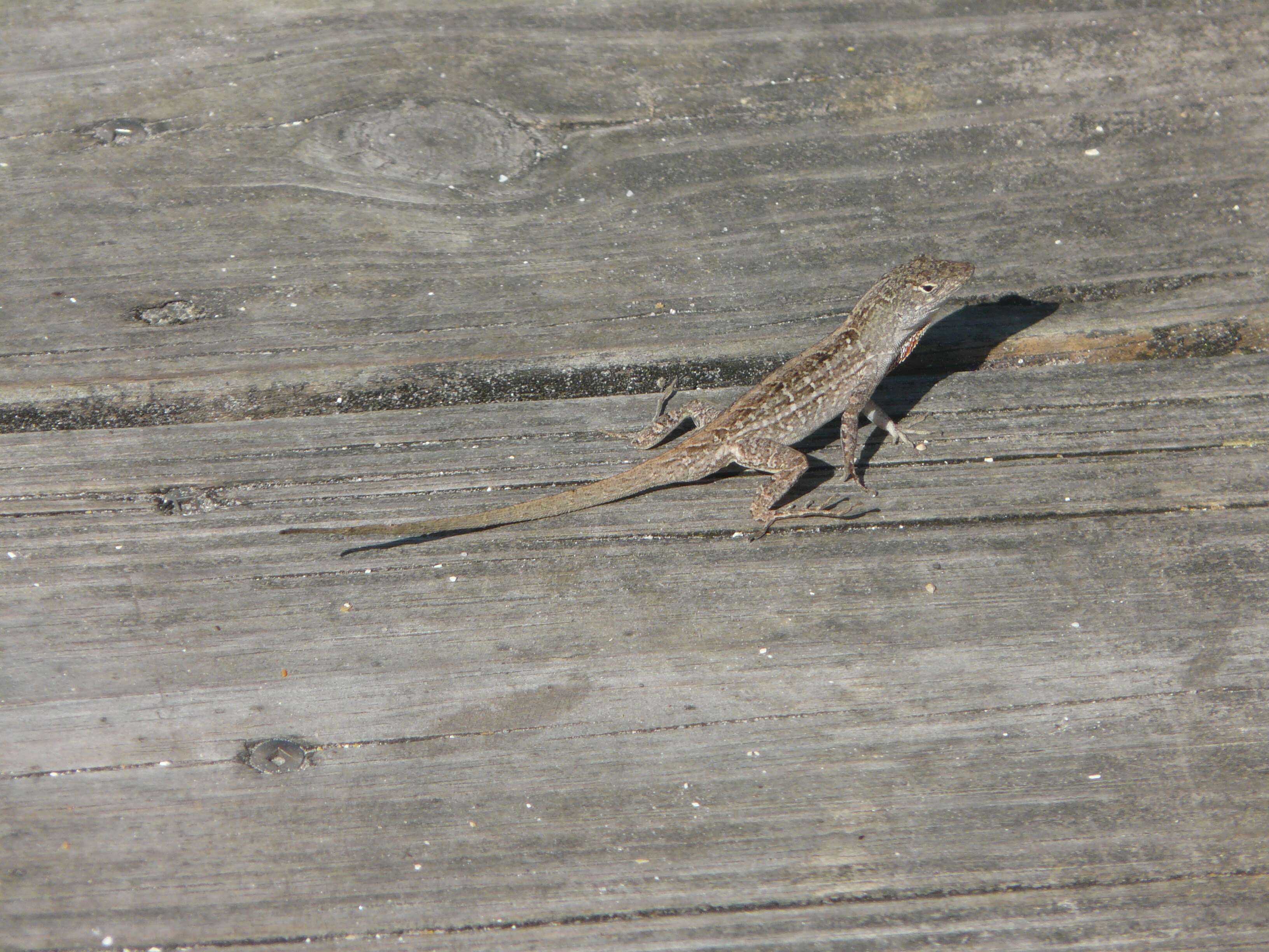 Image of Bahaman brown anole